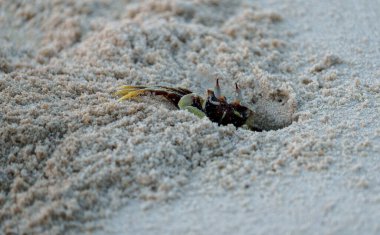 Hayalet Yengeç (Ocypode türleri) Lennox Heads Plajı Avustralya 'da kumda delik açıyor..