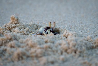 Boynuz gözlü Hayalet Yengeç (Ocypode ceratophthalmus) gözleri boynuz üzerinde. Lennox Head NSW Avustralya 'daki kumda delik açan saplar gibi..