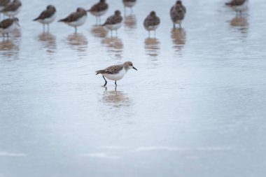 Küçük Tern veya Sternula albifronları çevreci dalgalara karşı çerçeveye doğru uçuyor