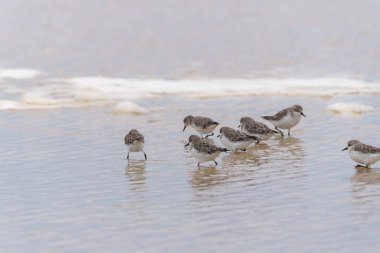 Küçük Tern veya Sternula albifronları çevreci dalgalara karşı çerçeveye doğru uçuyor