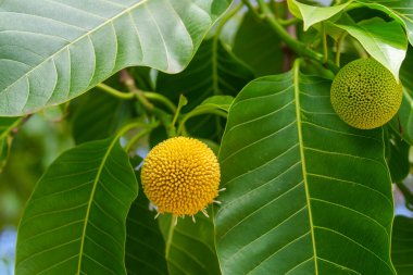 Burflower-tree (Neolamarckia cadamba), Coffs Harbour Bölgesel Botanik Bahçesi 'nde dünya şeklinde bir çiçektir..
