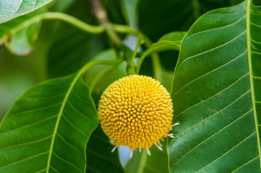 Burflower-tree (Neolamarckia cadamba), Coffs Harbour Bölgesel Botanik Bahçesi 'nde dünya şeklinde bir çiçektir..