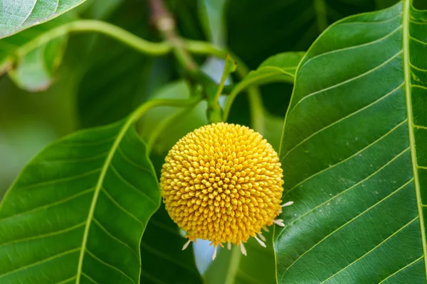 Burflower-tree (Neolamarckia cadamba), Coffs Harbour Bölgesel Botanik Bahçesi 'nde dünya şeklinde bir çiçektir..