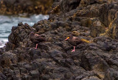 Sooty Oyster-Catcher ya da Haematopus fuliginosus çifti Koyun Kuşu Adası 'nın kayalık kenarında Coofs HArbour, NSW Avustralya.