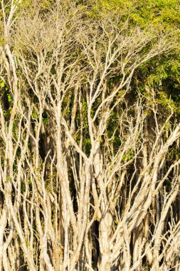 Evans Head NSW Avustralya 'da yetişen ince, düz ağaç gövdeleri veya dalları sık sık çay ağacı (Melaleuca).