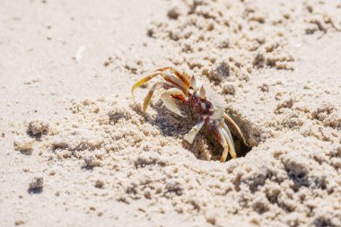 Hayalet Yengeç Ocypode Cordimana sahilde ve Çin Sahili Evens Head 'in çukur girişinde nöbet tutuyor..