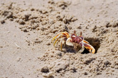 Hayalet Yengeç Ocypode Cordimana sahilde ve Çin Sahili Evens Head 'in çukur girişinde nöbet tutuyor..