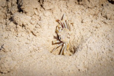 Boynuz gözlü Hayalet Yengeç (Ocypode ceratophthalmus), doğal habitatında sahilde ve Çin Sahili Evens Head 'de yuvalanır..