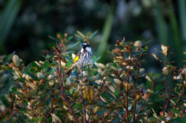 New Holland Honeyeater (Phylidonyris novaehollandiae), Evans Körfezi Yeni Güney Galler Avustralya kıyılarındaki çalılıklarda.