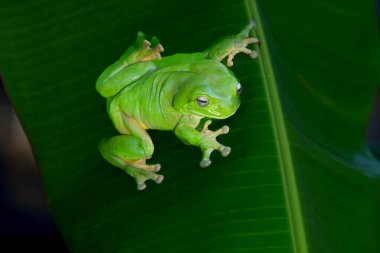 Avustralya yeşil ağaç kurbağası veya litoria caerulea muz palmiyesinin tepesinde oturuyor ve Kimberley Batı Avustralya 'sına bakıyor..