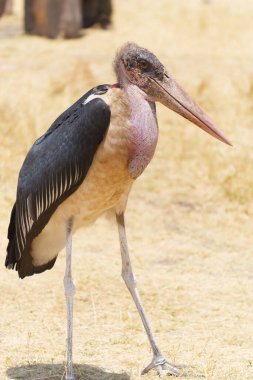 Marabou leyleği (Leptoptilos crumenifer) savanın kuş leşçisi Ngorongoro krateri Tanzanya 'nın kurak ortamında duruyor..