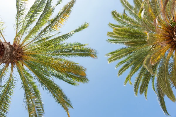 Palmeras tropicales contra el cielo azul . —  Fotos de Stock