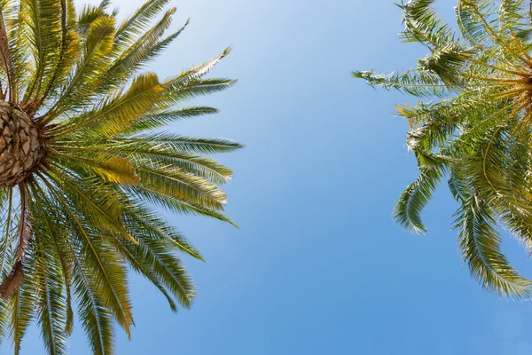 Palmeras tropicales contra el cielo azul . —  Fotos de Stock