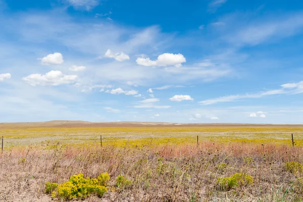 Arizona Landschaft Feld gelb Kaninchen Pinsel Blume blau Himmel wi — Stockfoto