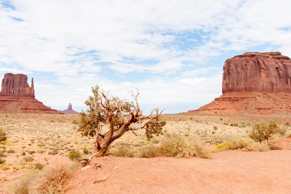 Árbol retorcido con sobresalientes buttes de roca roja de Monument Valley —  Fotos de Stock