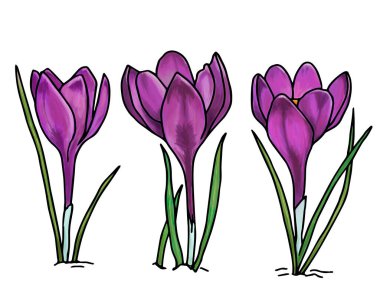 Crocus ilüzyonu, herhangi bir amaç için harika bir tasarım. Taslak çiçekler ve renkli küçük çiçekler. Sanat öğesi