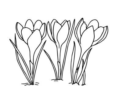 Crocus ilüstrasyonu, her amaç için harika bir tasarım. Özet çiçekleri. Minimalist kart tasarımı. Sanat öğesi. Yaz, bahar arkaplanı