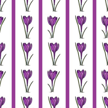 Beyaz arka planda, mor çizgili, kusursuz desenli krokus çizimi, her amaç için harika tasarım. Minimalist kart tasarımı. Sanat öğesi. Yaz, bahar arkaplanı.