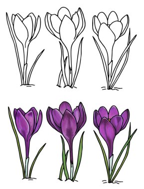 Boyama sayfası. Crocus ilüzyonu, herhangi bir amaç için harika bir tasarım. Taslak çiçekler ve renkli küçük çiçekler. Sanat öğesi.