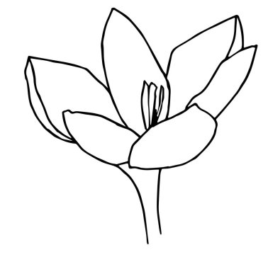 Crocus 'un vektör çizimi, her amaç için harika bir tasarım. Özet çiçekleri. Minimalist kart tasarımı. Sanat öğesi