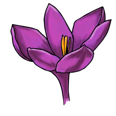 Crocus 'un çizimi, her amaç için harika bir tasarım. Minimalist kart tasarımı. Sanat öğesi. Yaz, bahar arkaplanı. Mor bahar çiçekleri .