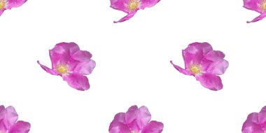 Beyaz zemin üzerinde yağmur damlaları olan Rosehip çiçeği. Kumaş, tekstil ve ambalaj kağıdı için kusursuz çiçek deseni. parlak pembe çiçek