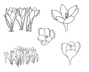 Crocus 'un Vektör çizimi, her amaç için harika bir tasarım. Özet çiçekleri. Minimalist kart tasarımı. Sanat öğesi