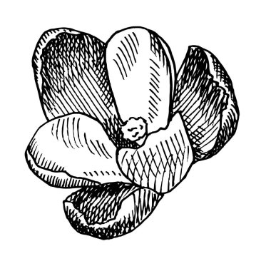 Crocus vektör illüstrasyonu. Siyah ve beyaz bahar çiçekleri. - Evet. Kartpostallar, kitaplar, ağ ve duvar için geleneksel grafik illüstrasyonunda yapıldı. Her amaç için harika bir tasarım. Sanat öğesi.