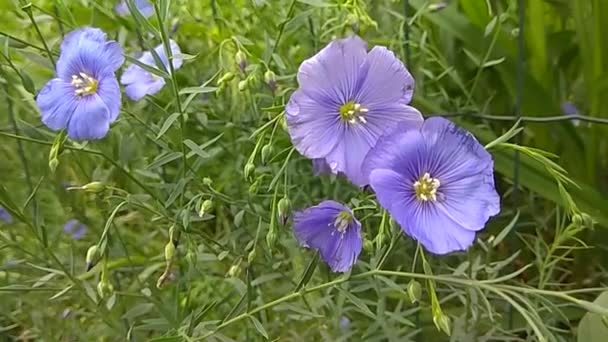 Flax Çiçekleri Rüzgarda Sallanıyor Mavi Çiçekler — Stok video