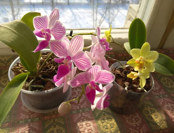 Fotos de Mini orquídea, Imagens de Mini orquídea sem royalties |  Depositphotos