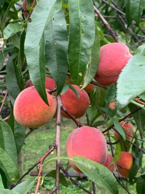Bahçedeki bir ağaç dalında sallanan olgun şeftalilere yakın çekim. Taze organik yaz meyveleri, tüylü ciltleri ve doğal renkleri var. Tarım, hasat mevsimi, sağlıklı yaşam tarzı konsepti.