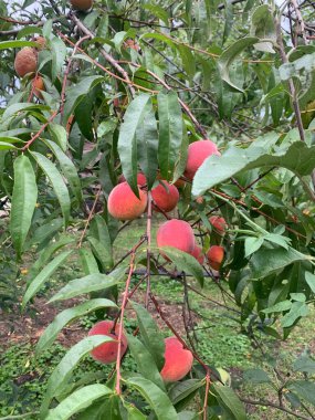 Bahçedeki bir ağaç dalında sallanan olgun şeftalilere yakın çekim. Taze organik yaz meyveleri, tüylü ciltleri ve doğal renkleri var. Tarım, hasat mevsimi, sağlıklı yaşam tarzı konsepti.