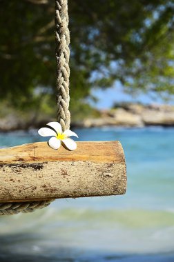 Tek Plumeria çiçek halata salıncaklar, samed Adası, Thailan