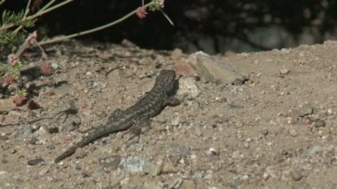 Toprak bir Höyük üzerinde bir gecko tarar