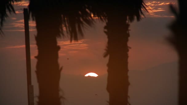 Palmeras y aves al atardecer — Vídeo de stock