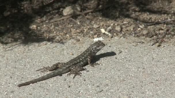 Un gecko rampant à travers un monticule de terre 