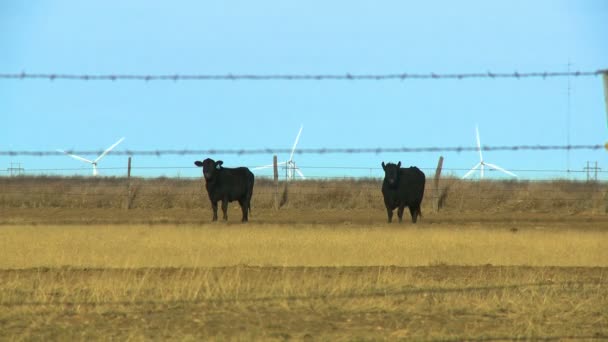 Stieren grazen in veld — Stockvideo