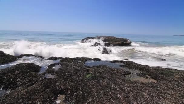 Waves crash onto barnacle covered rocks — Stock Video