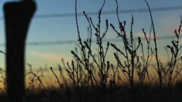 Old windmill during sunset — Stock Video