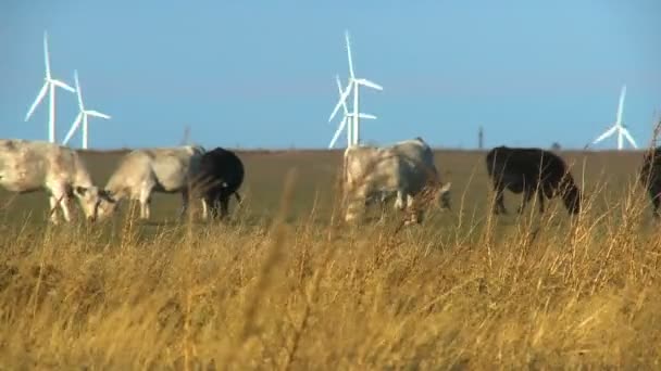 Cows grazing in field — Stock Video