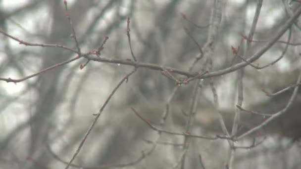 Branches d'arbres dans la tempête de neige — Video