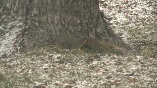Squirrel хмель через задний двор — стоковое видео