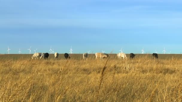 Vaches broutant dans le champ — Video