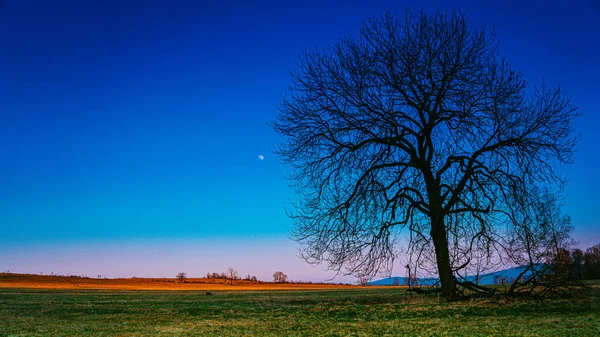 Beautiful scenery, where the moon can be seen at sunset and the landscape is flooded with gold. The dominant feature is a lone tree, which has just fallen leaves from the branches.
