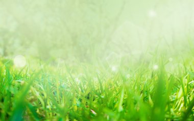 Soyut doğa çim bokeh ve parlak ışık, bulanık ve 