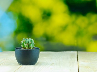 Kaktüs bulanık yeşil arka plana sahip ahşap masa üzerinde