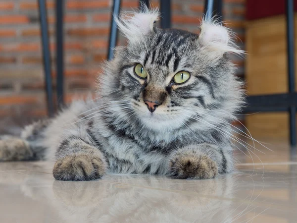 American curl cat side face; central face focus — Stock Photo, Image