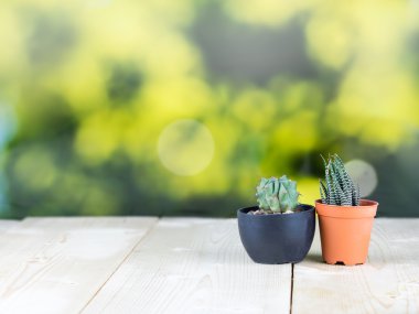 Kaktüs yeşil bokeh arka plan ahşap tablo