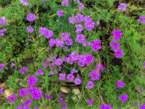 Verbena bloem veld — Stockfoto