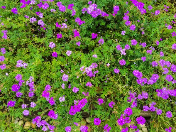 Campo de flores de Verbena — Fotografia de Stock